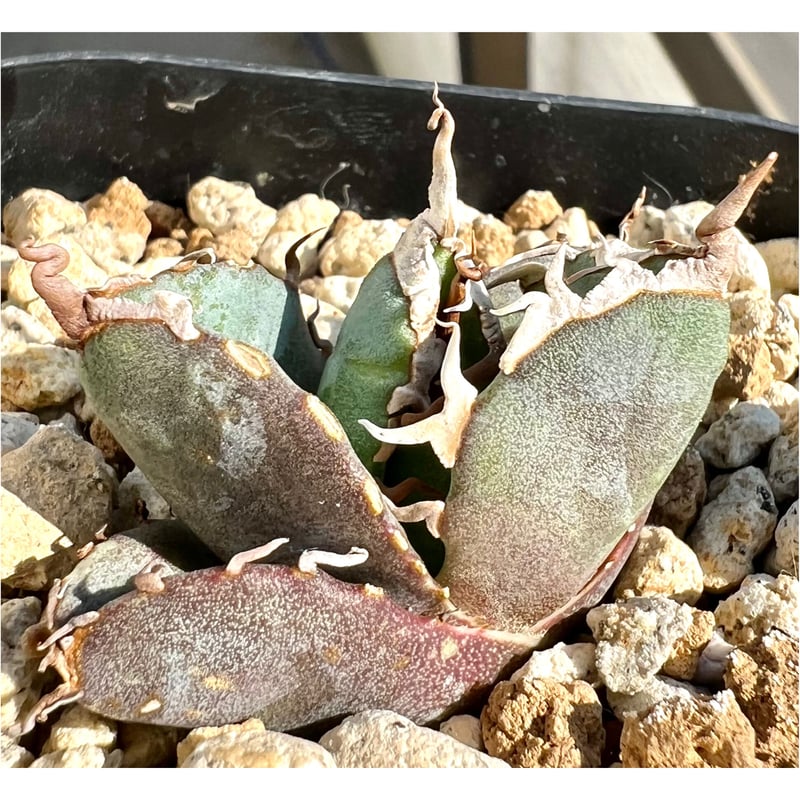 アガベ agave titanota チタノタ『魔丸』超極上コレクション株 | Lucky 