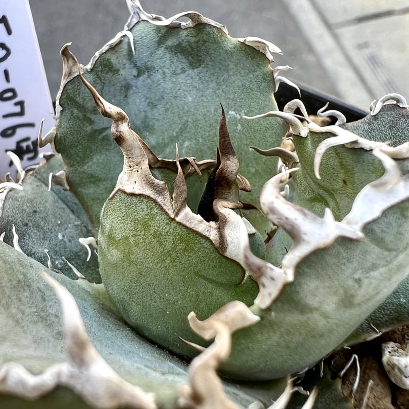 アガベ agave titanota チタノタ Fo-076実生狂棘強棘特選株