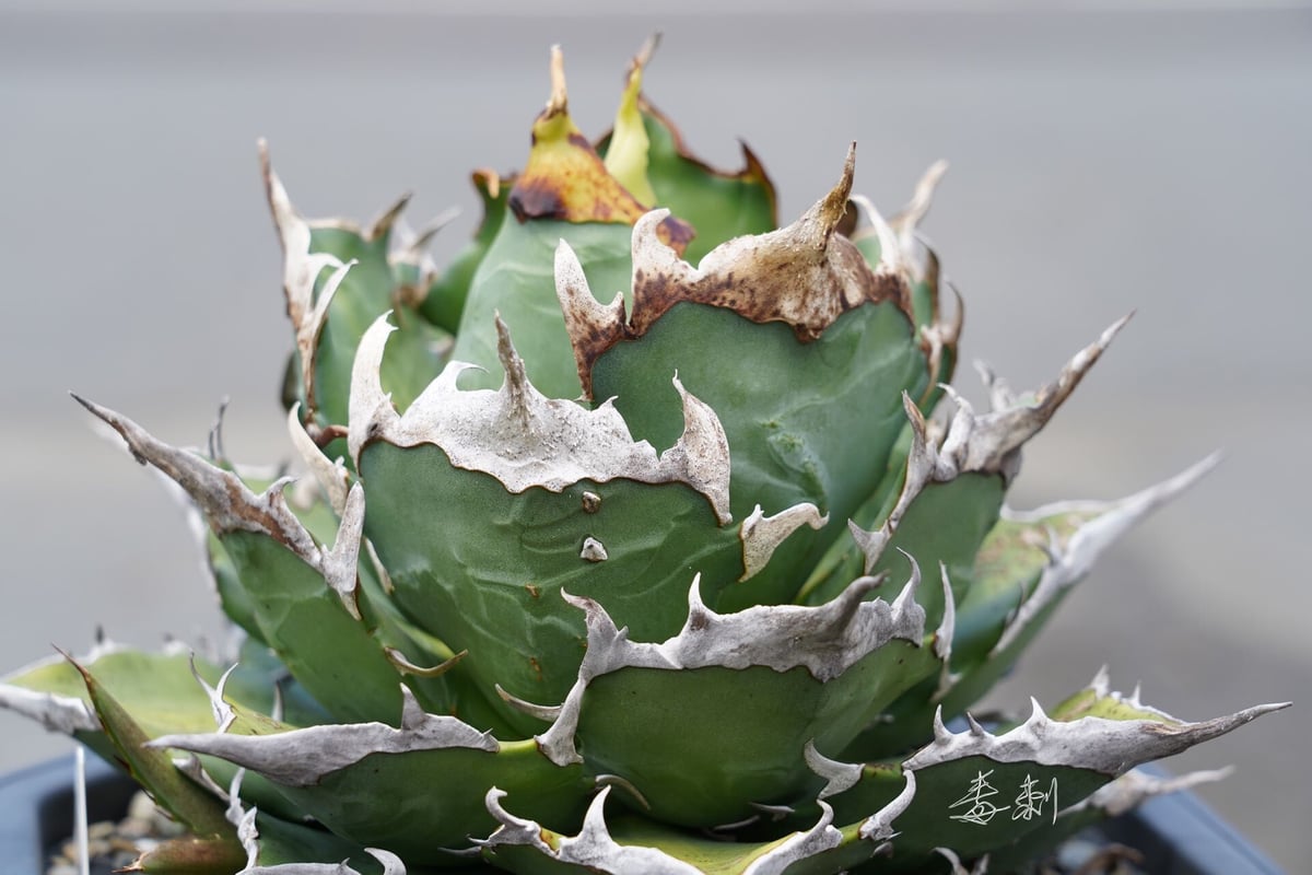 アガベチタノタ　鬼滅 アガベ チタノタ 鬼之刃