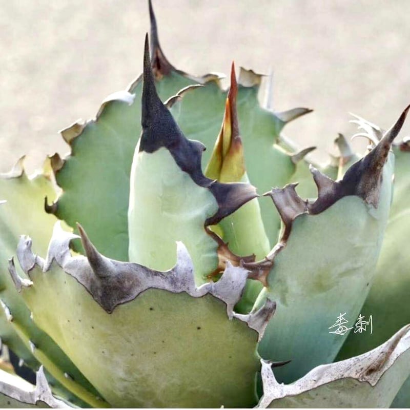 アガベ agave チタノタ titanota『鳳凰』極上棘発根済み厳選子株 