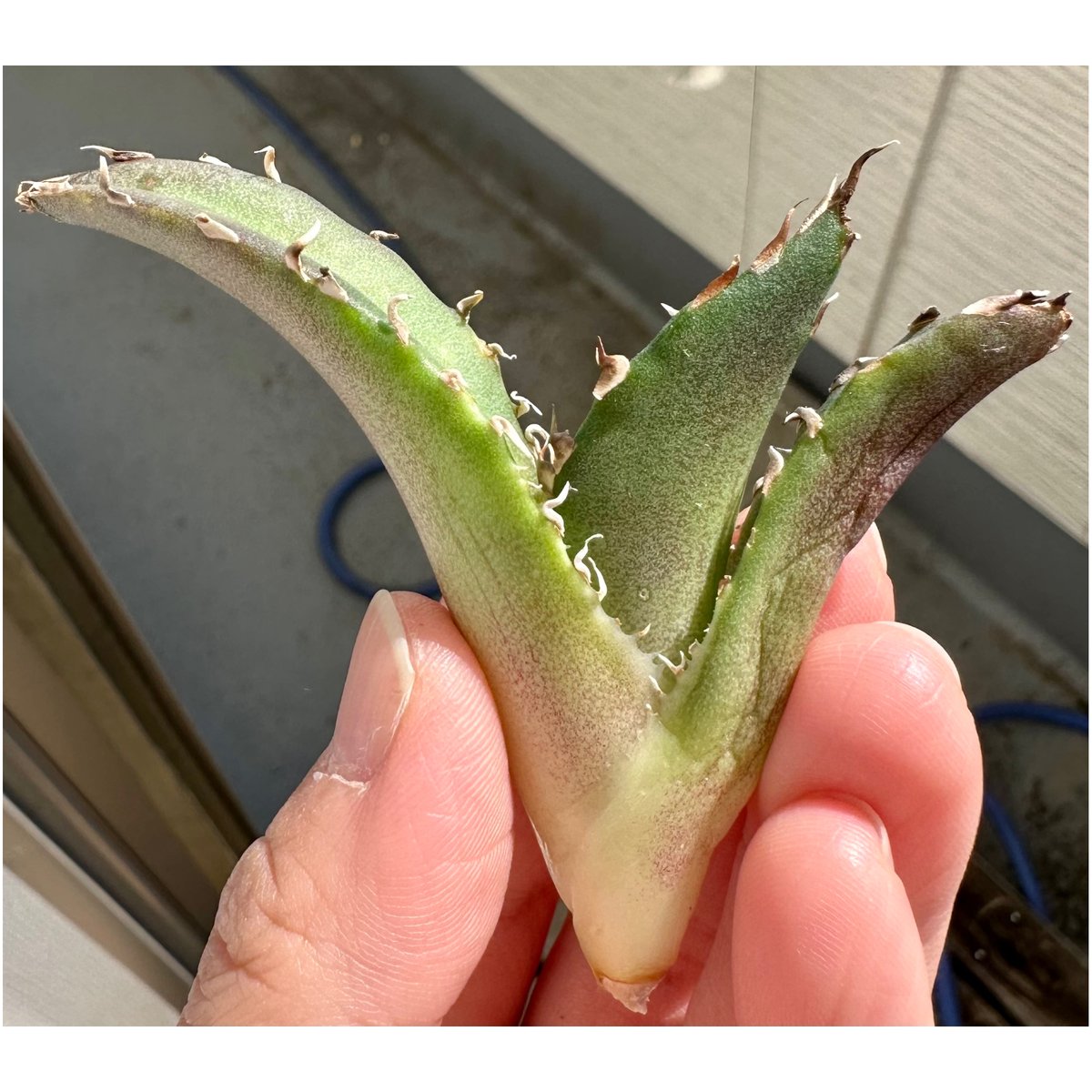 強棘チタノタ “多分” 狼人 親株 【公式通販】