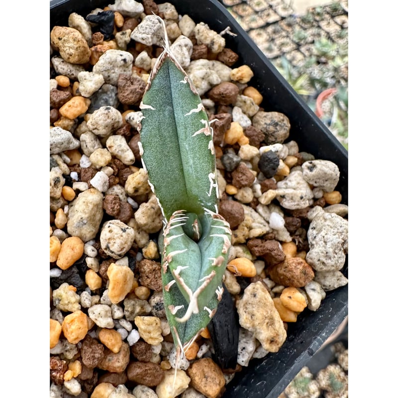 agave titanota アガベチタノタSAD 南アフリカダイヤモンド