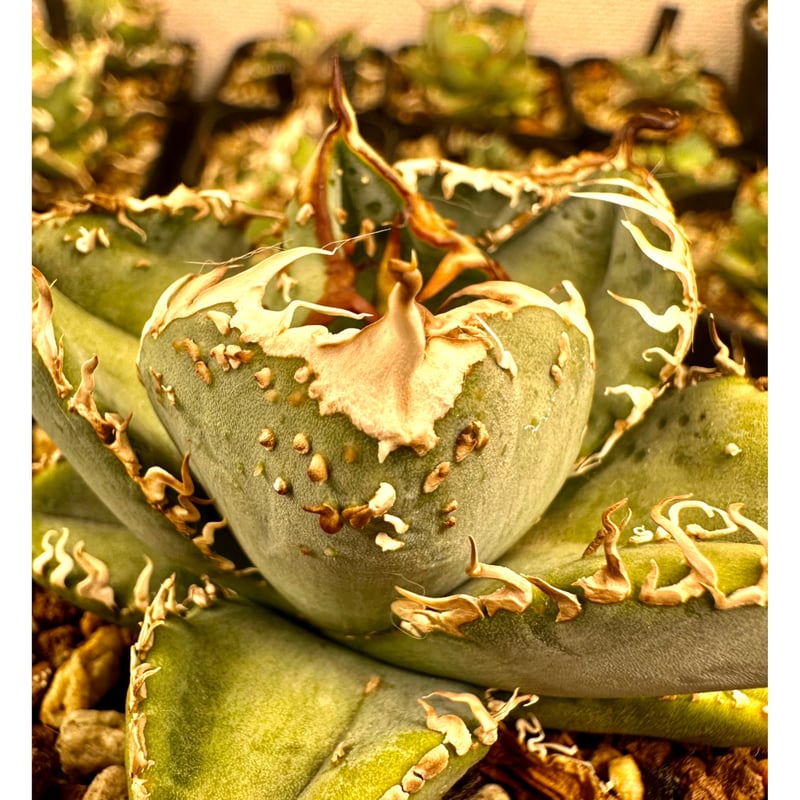 アガベ 『Mesmerizing Spines-WV』 | Lucky Summer Agave