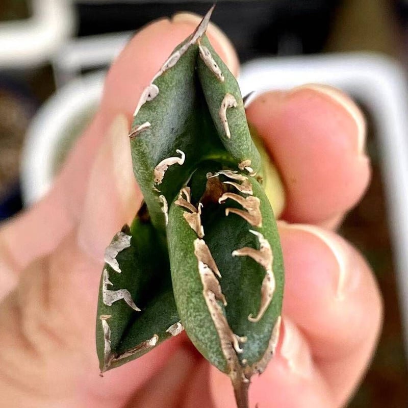 アガベ agave チタノタ titanota 皇冠 激レア品種 | Lucky S