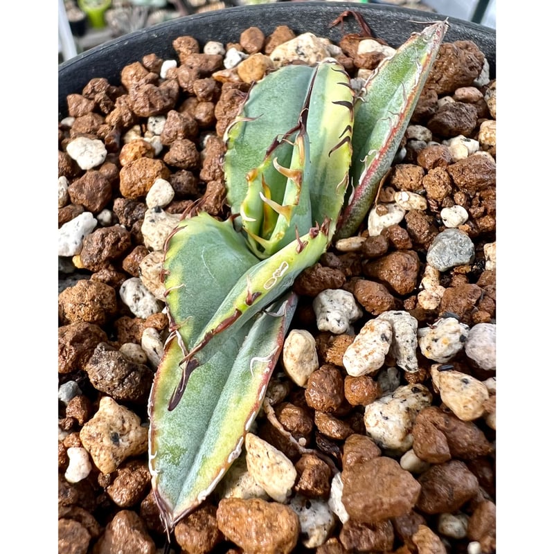 アガベ agave titanota チタノタ『ブルーダイヤモンド 籃球錦 アガベ agave titanota チタノタ『ブルーダイヤモンド 籃球錦