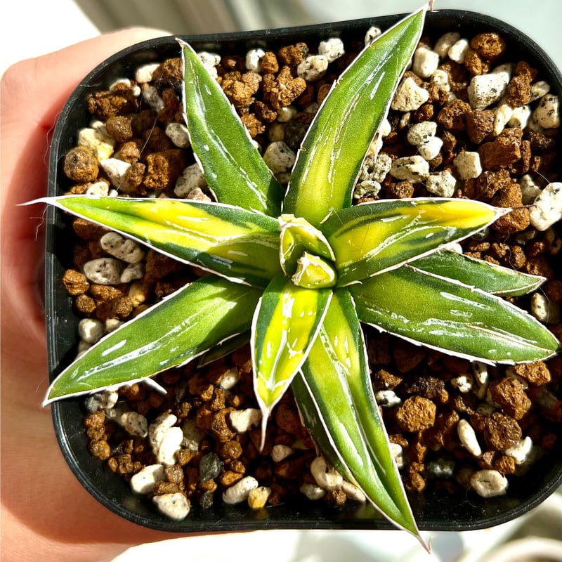 アガベ agave ビクトリアレジーナ サンキング | Lucky Summer Agave アガベ agave ビクトリアレジーナ サンキング | Lucky Summer Agave