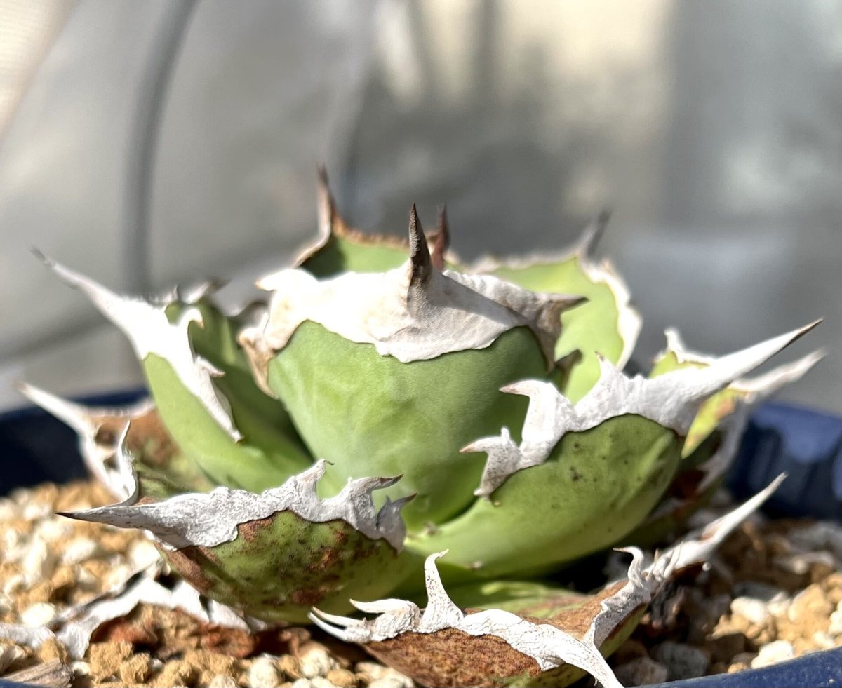 本日特価】 Agave アガベ 鯊魚牙齒 シャークトゥース 2 植物/観葉植物