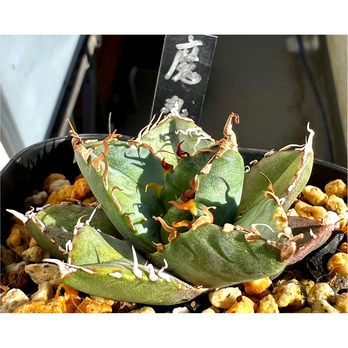 agave titanota cok・魔丸・狼人・黒鯨 セット売り