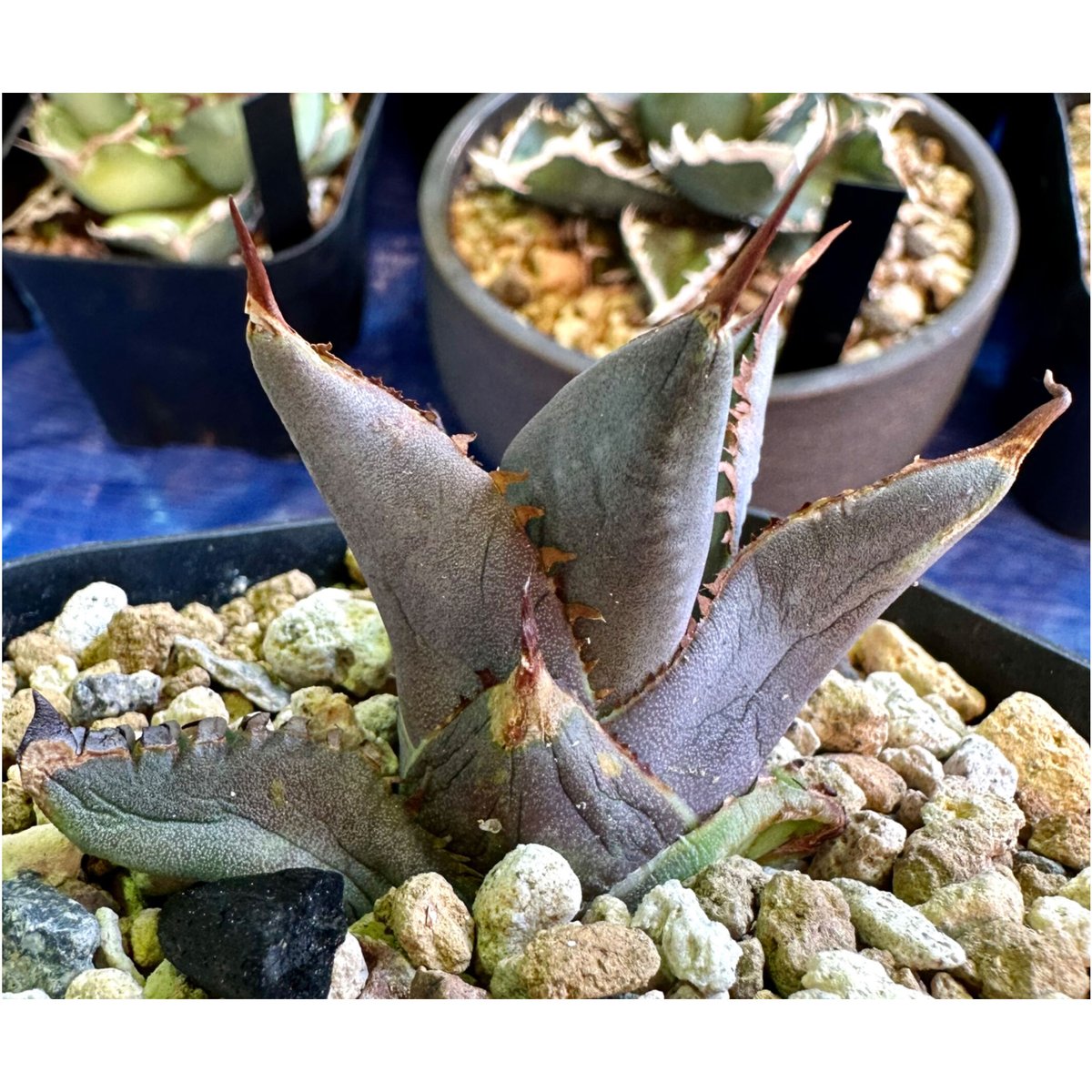 アガベ agave titanota チタノタ『巧克力之吻 チョコレートの アガベ agave titanota チタノタ『巧克力之吻 チョコレートの