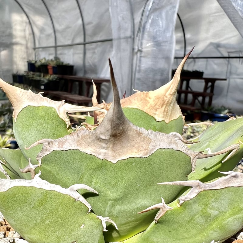 アガベ agave titanota チタノタ『ブラックパンサー 黒豹