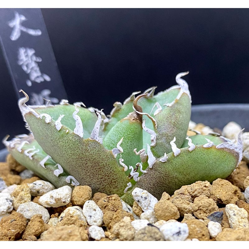 アガベ agave チタノタ 大螯蝦 lobster | Lucky Summer Agave 