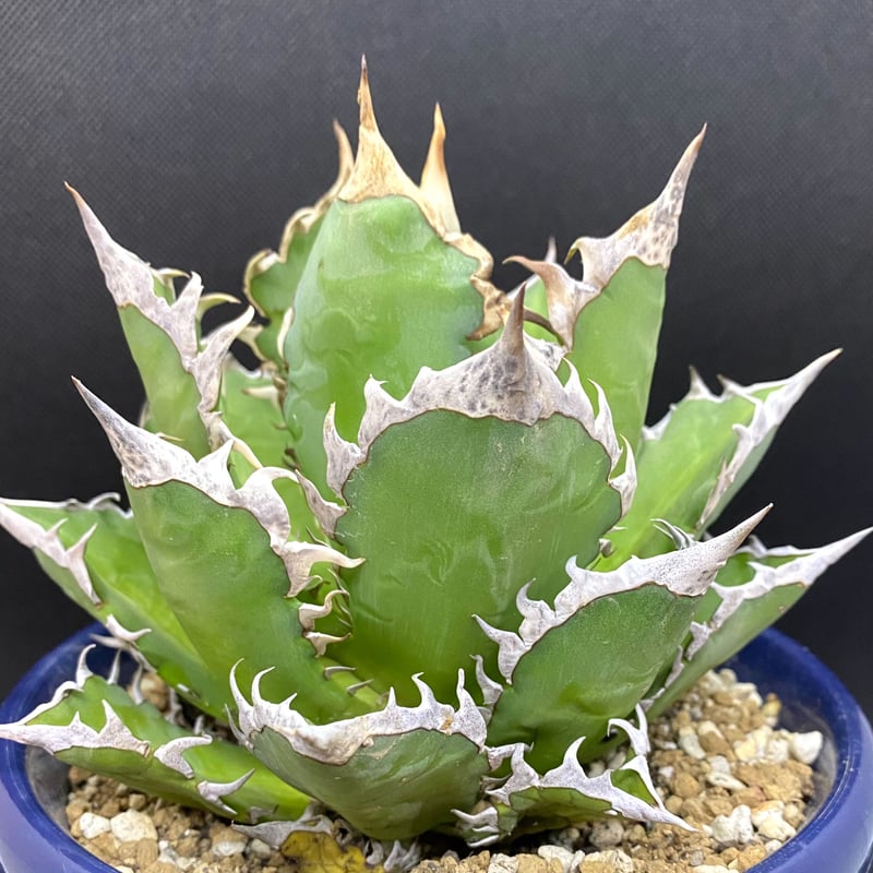 アガベ チタノタ agave ゴリ猫 レッドキャットウィーズル 赤猫 紅猫