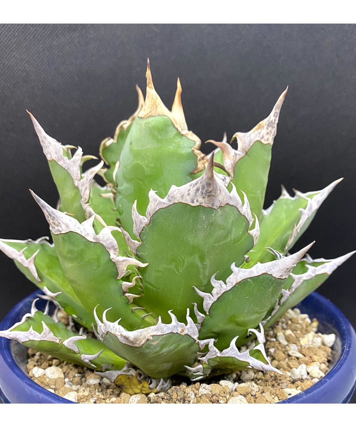 アガベ チタノタ agave ゴリ猫 レッドキャットウィーズル 赤猫 紅猫