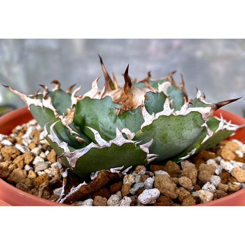 アガベ agave titanota チタノタ 『金鯨』 発根済み厳選子株 アガベ agave titanota チタノタ 『金鯨』 発根済み厳選子株