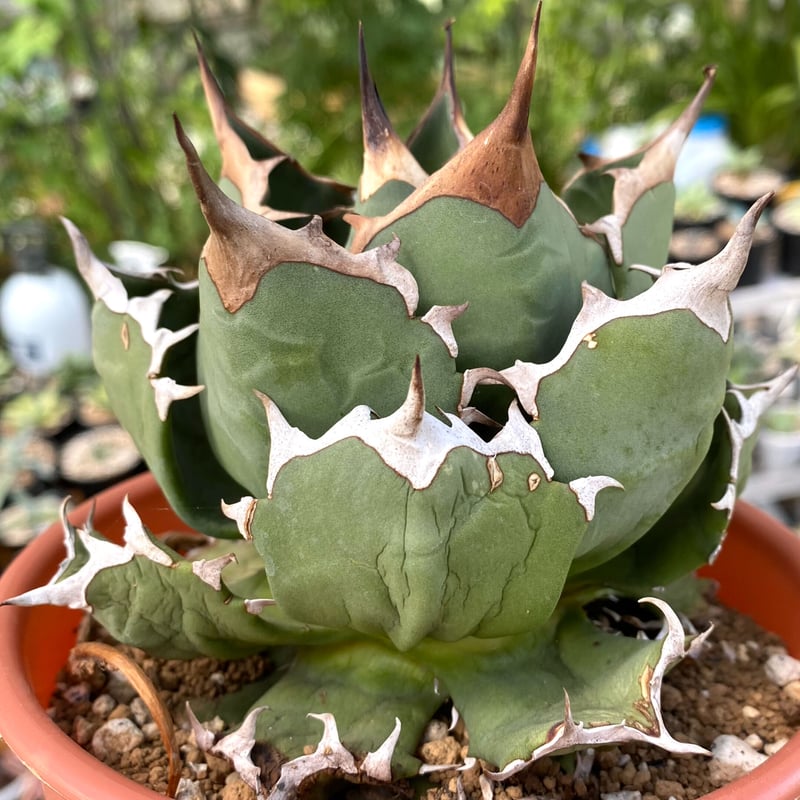狂鉢Willingplant Agave アガベ 狂鉢Willingplant Agave アガベ