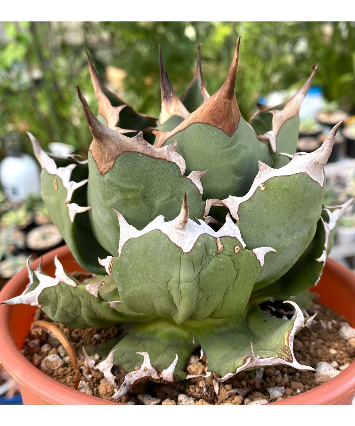 アガベ　チタノタ　逆鱗　agave titanota