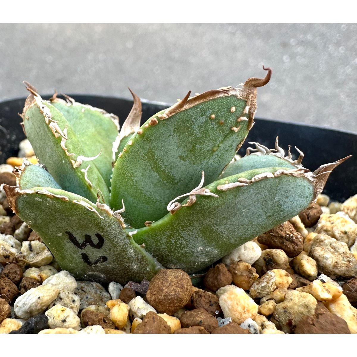 アガベ 『Mesmerizing Spines-WV』 | Lucky Summer Agave アガベ 『Mesmerizing Spines-WV』 | Lucky Summer Agave