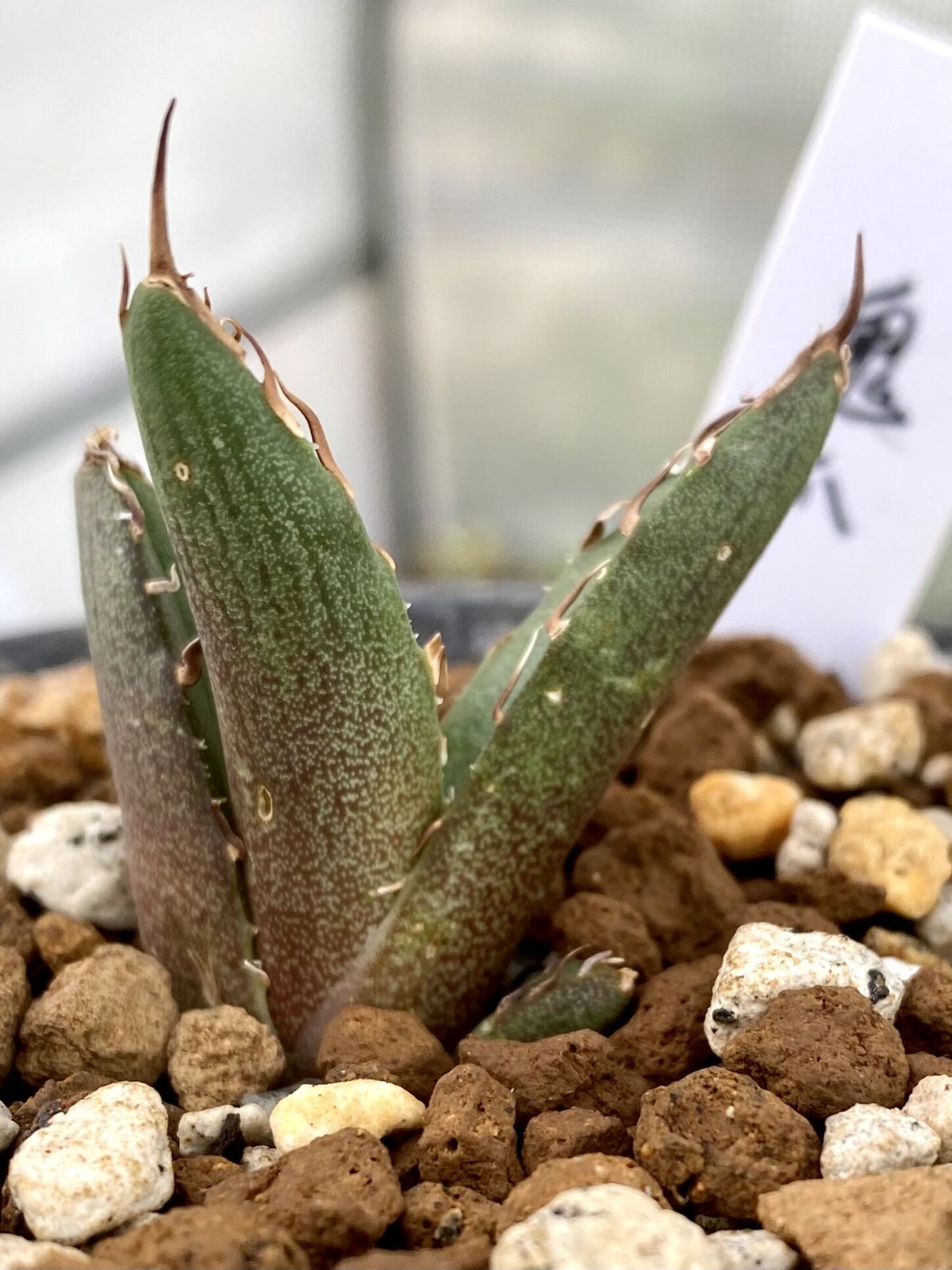 アガベ agave チタノタ titanota 鬼爪 雪峰 発根済み子株 | Lucky ... ☆最終値下げ☆ アガベ チタノタ 鬼爪 雪峰 子株