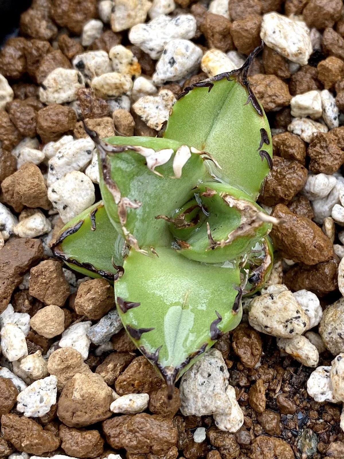 お礼や感謝伝えるプチギフト 多肉植物アガベ チタノタ 黒鯨小株 発根済