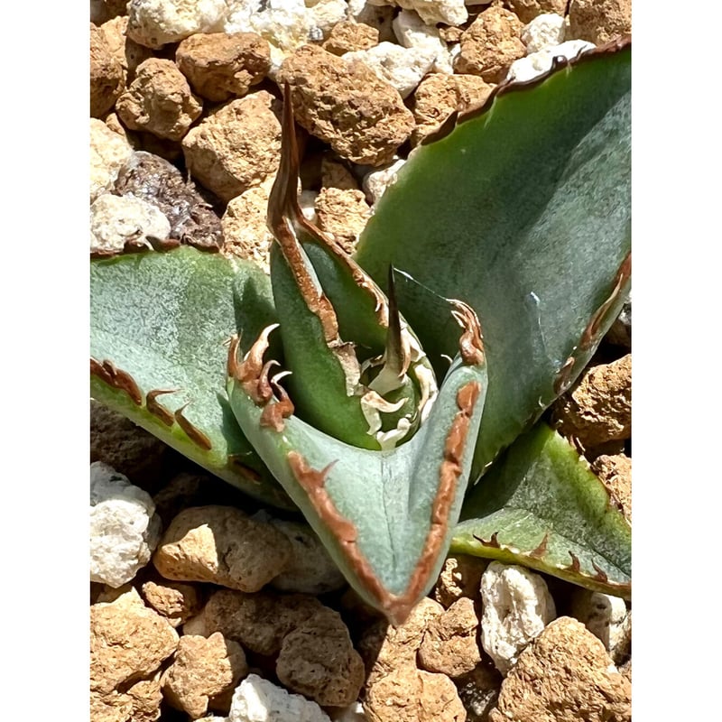 アガベ agave titanota チタノタ『海王』 発根済み極上狂棘美株  