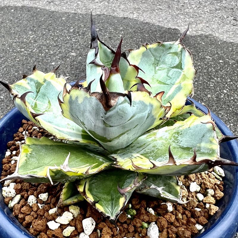 【値下げ不可】agave titanota blue diamond