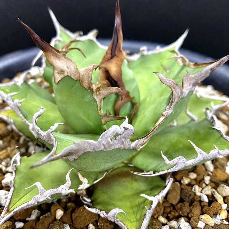 アガベ agave チタノタ titanota シーザー凱撒 | Lucky Summer アガベ agave チタノタ titanota シーザー凱撒 | Lucky Summer