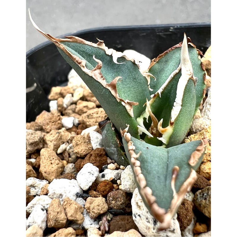 【最終値下げ】良血統 アガベ チタノタ 狼人　超極上コレクション株 アガベ agave titanota チタノタ『狼人』超極上コレクション株