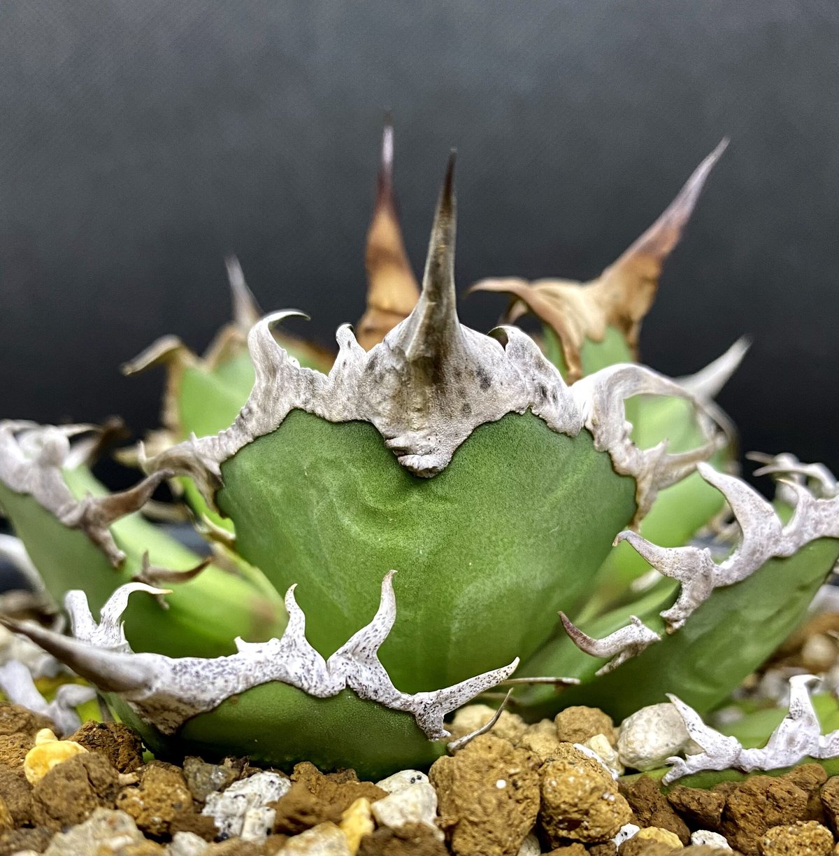 凱撒 CAESARアガベチタノタシーザー【鉢ごと発送】valiemバリエムM