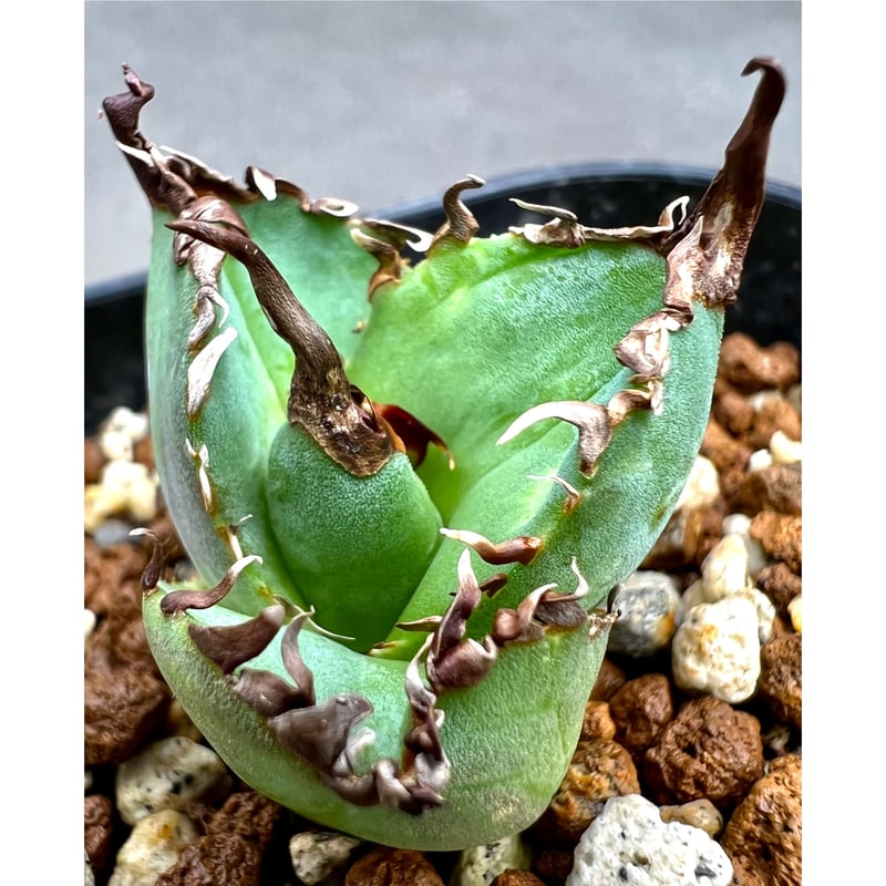 大鋼牙 白排棘 アガベ チタノタ 大鋼牙 台湾 ①