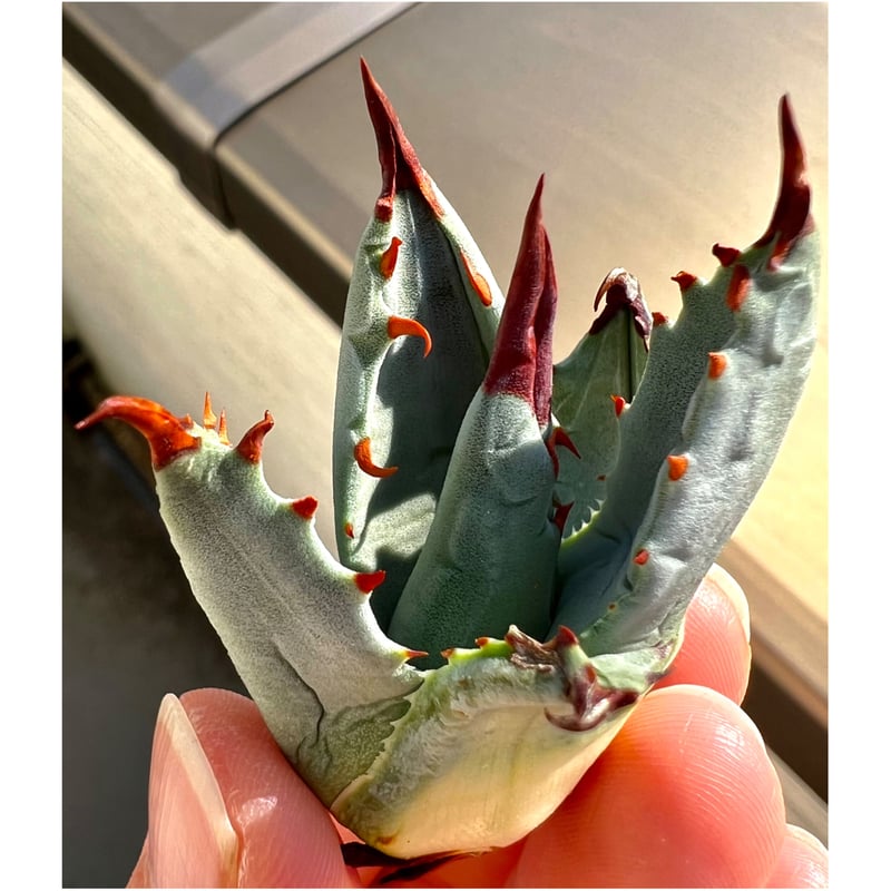 アガベ agave 『妖蟹C型』 激レアハイブリッド種 | Lucky Summer Agave