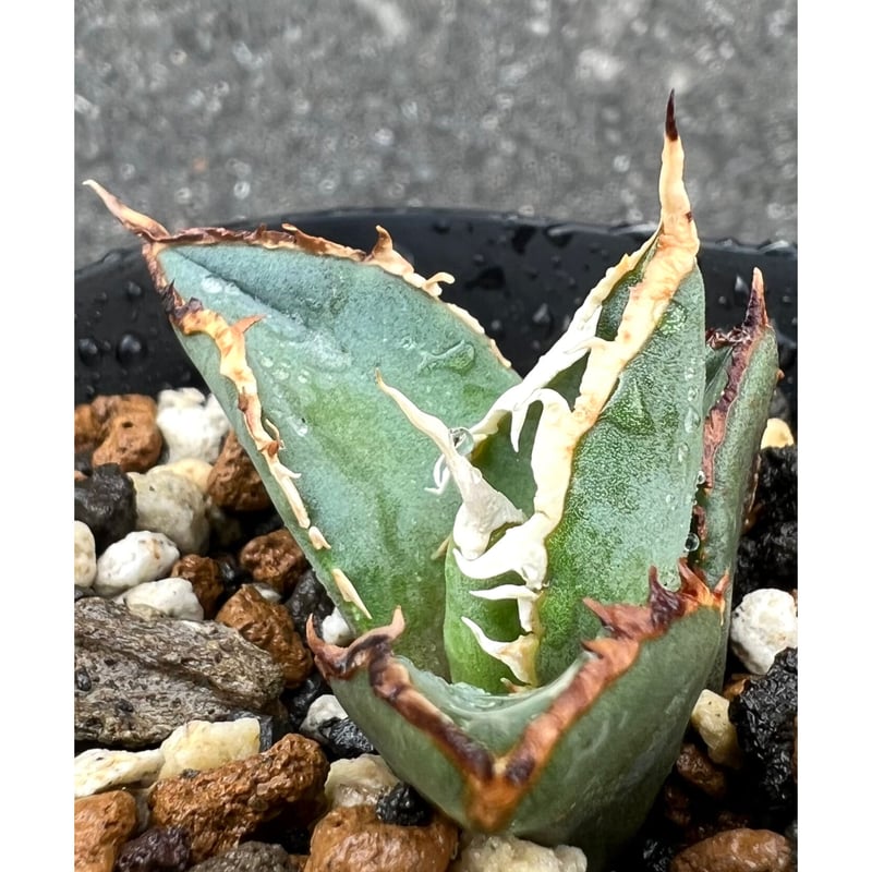 専用ページ アガベ agave titanota チタノタ『狼人』超極上