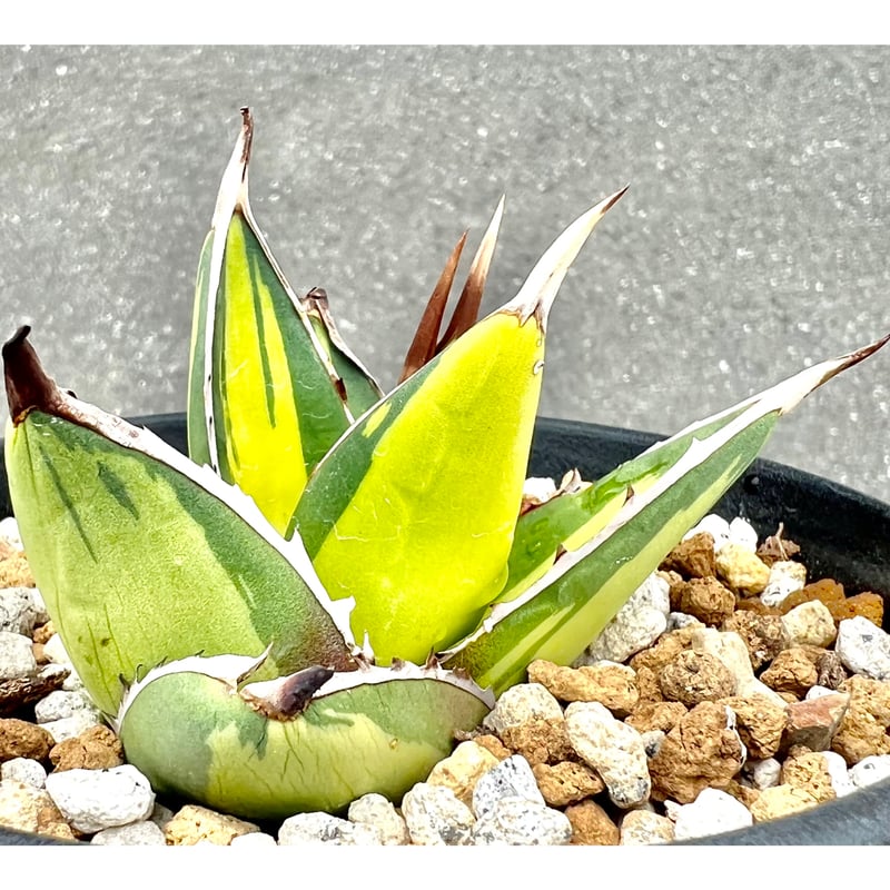 アガベ agave 激レア高級品種『帝釋天黄中斑』 発根済み | Lucky アガベ agave 激レア高級品種『帝釋天黄中斑』 発根済み | Lucky
