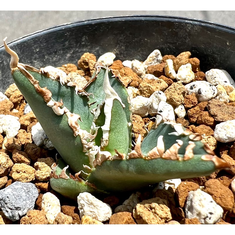 アガベ agave titanota チタノタ『狼人』超極上コレクション株 アガベ agave titanota チタノタ『狼人』超極上コレクション株