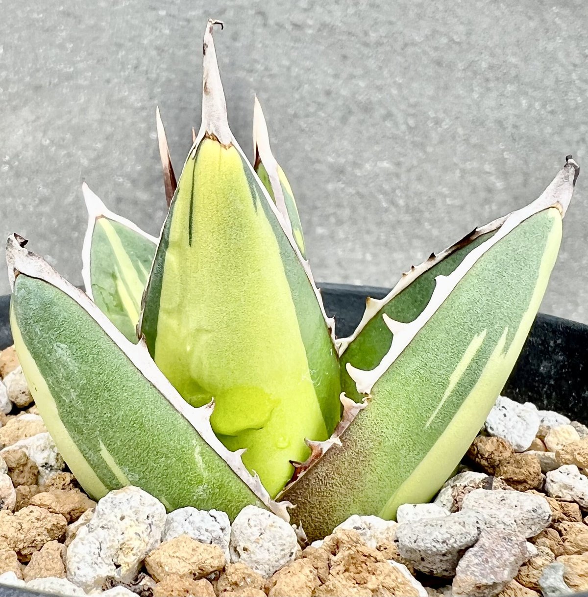 ☆特選逸品☆超高級☆天然植物香料100％【チベット族秘伝☆