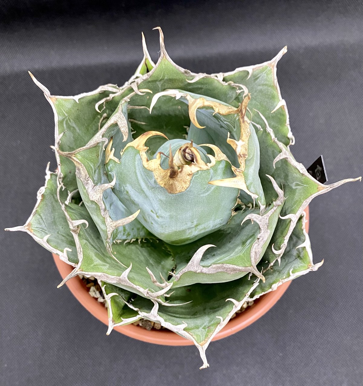 Y599 アガベ　agave チタノタ 白鯨 極上株