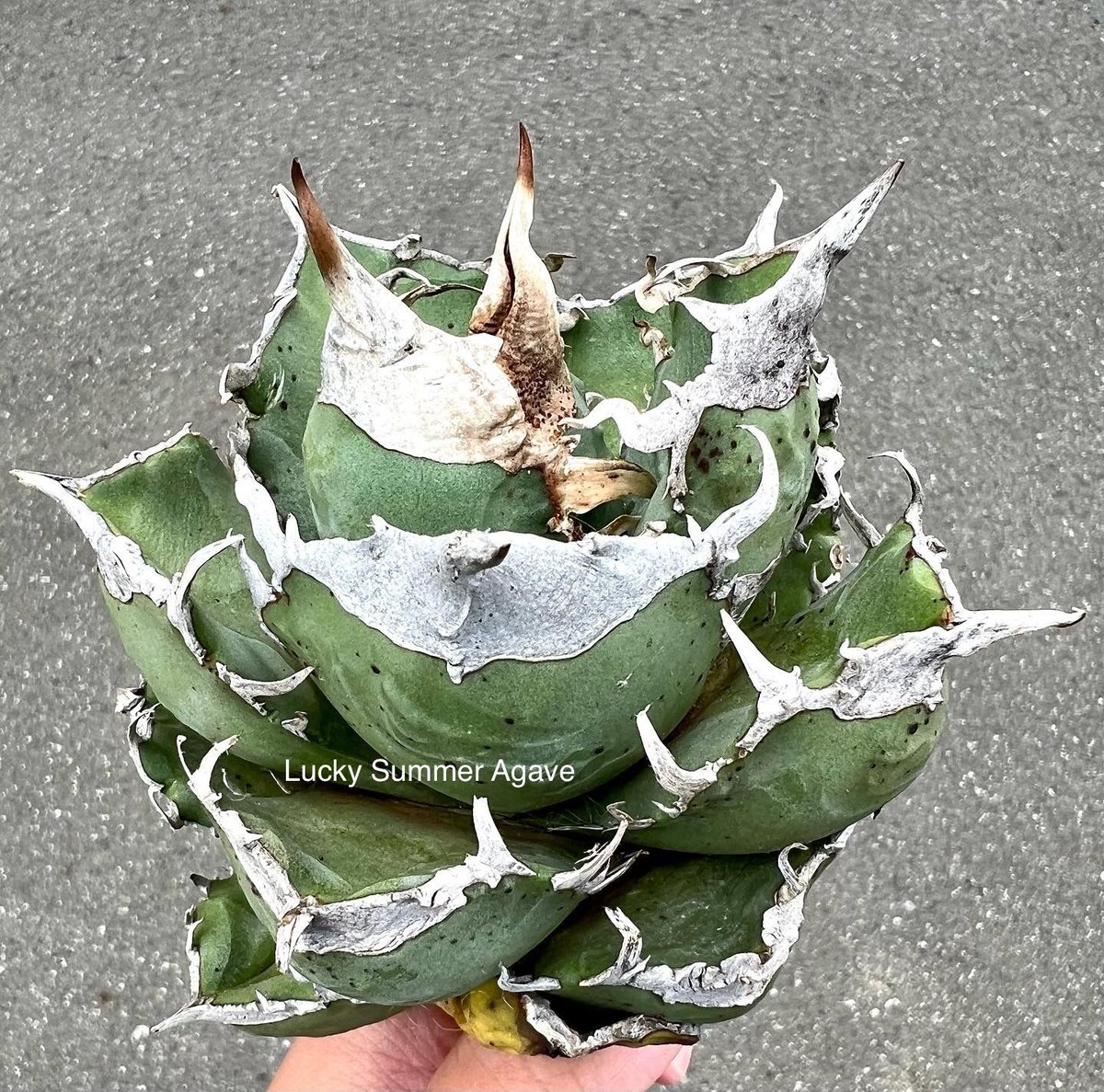 agave titanota アガベチタノタSAD 南アフリカダイヤモンド-