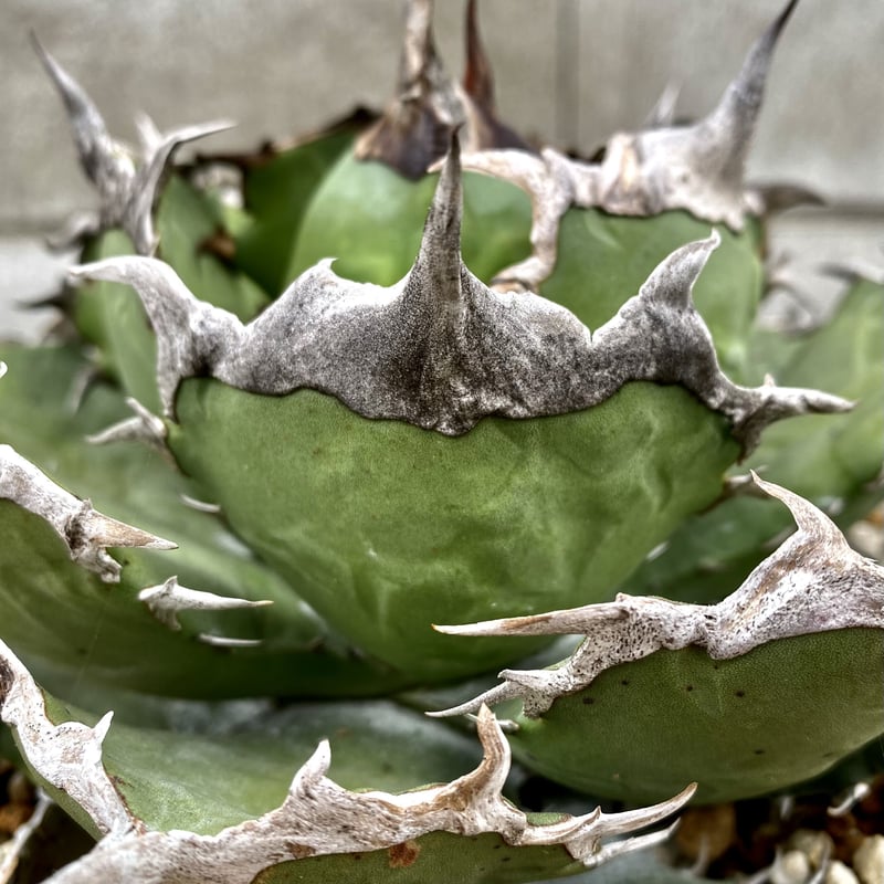 アガベ agave titanota チタノタ『狂戦士 黒犀牛』一株限定 アガベ agave titanota チタノタ『狂戦士 黒犀牛』一株限定