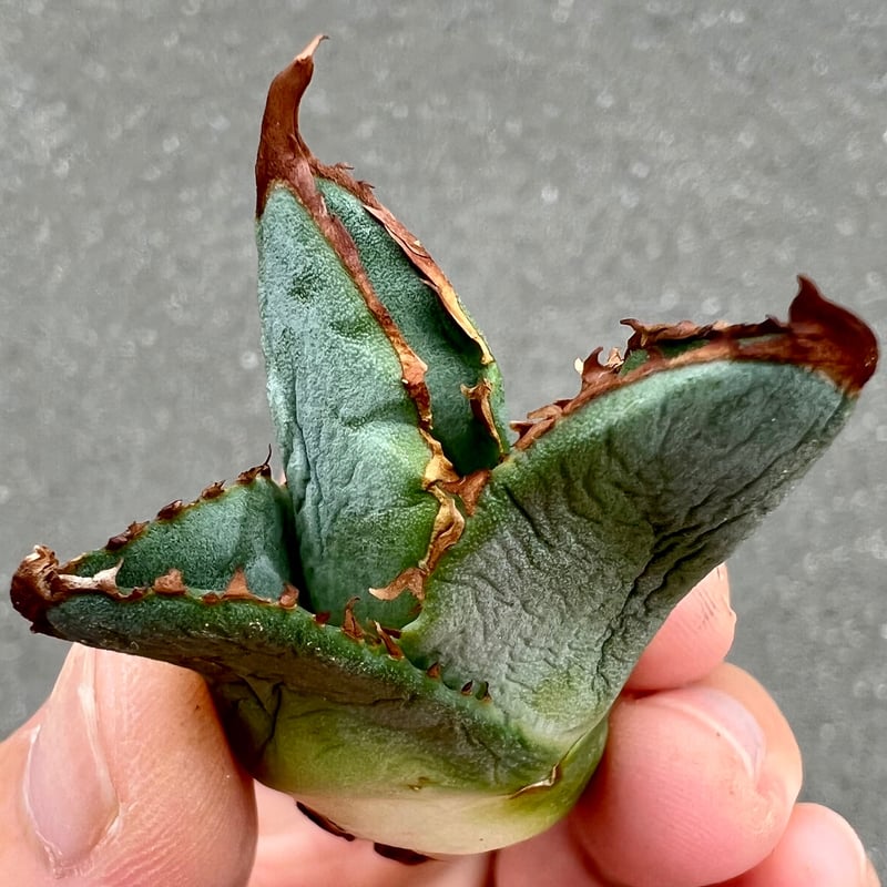 アガベ agave titanota チタノタ『巧克力之吻 チョコレートの アガベ agave titanota チタノタ『巧克力之吻 チョコレートの