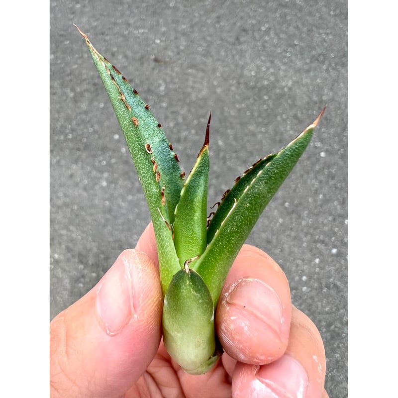 アガベ チタノタ 遁甲勇士 一株 【公式通販】