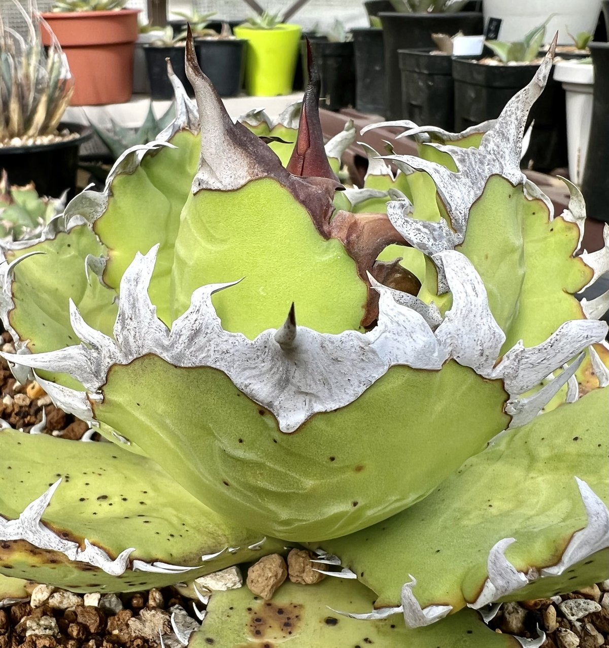 アガベチタノタ白鯨lize ボールタイプ