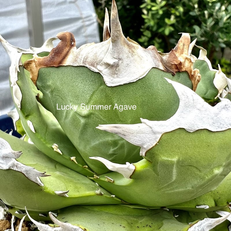 アガベ agave titanota チタノタ『螃蟹』 | Lucky Summer Agave アガベ agave titanota チタノタ『螃蟹』 | Lucky Summer Agave