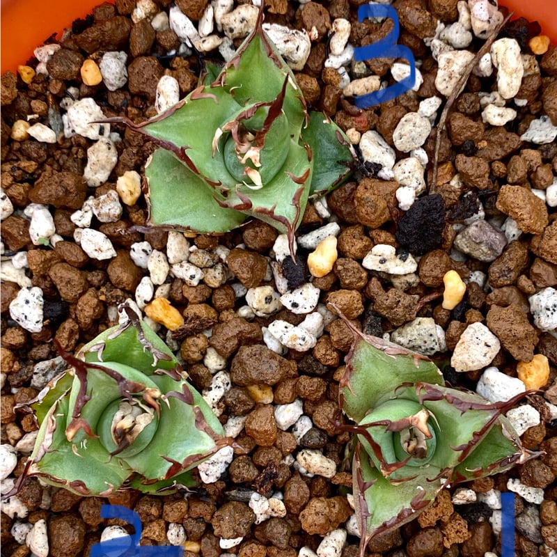 アガベ チタノタ agave titanota 恐竜牙歯 ハデス 黒帝斯 | Lucky 
