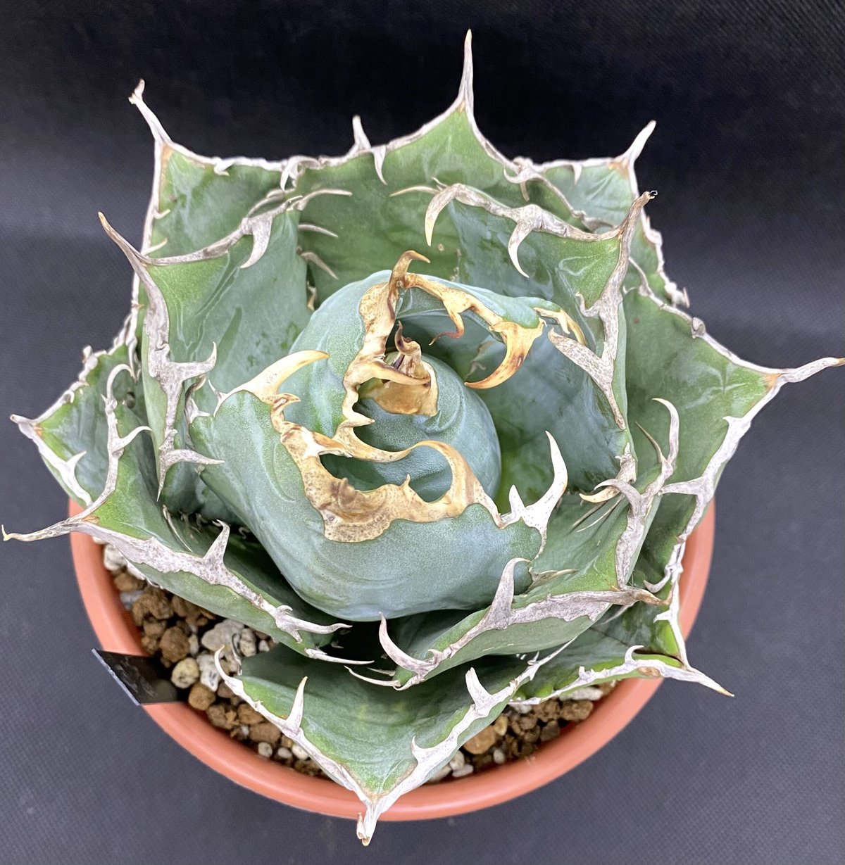 Y599 アガベ　agave チタノタ 白鯨 極上株