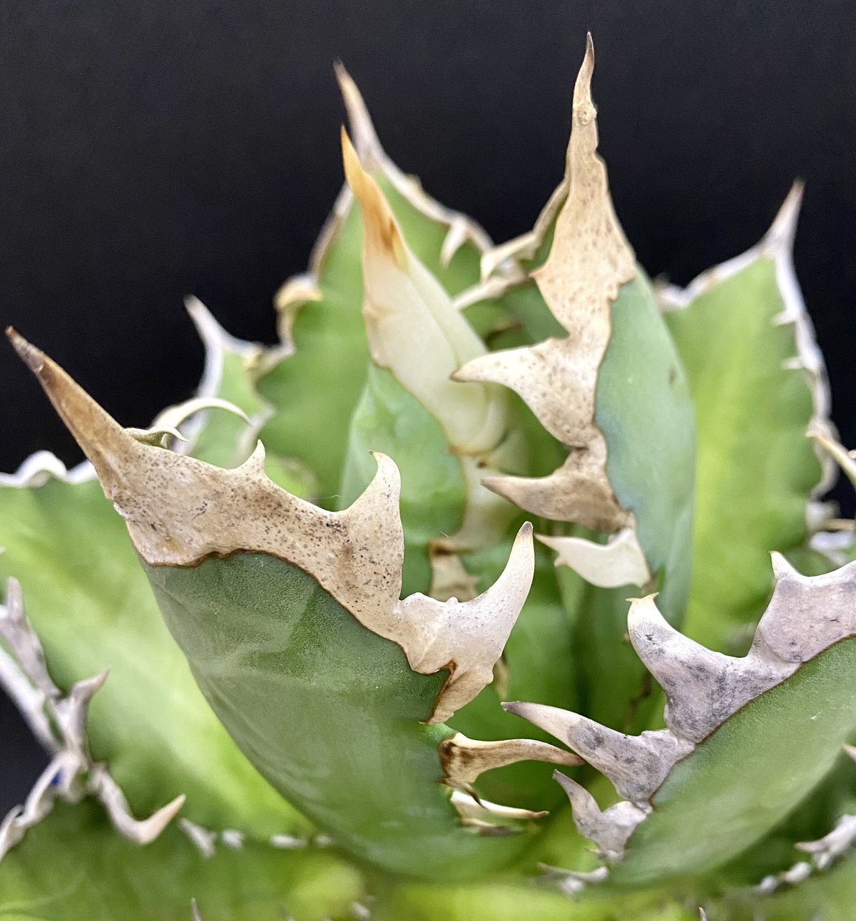 アガベ　チタノタ agave ゴリ猫　レッドキャットウィーズル　赤猫　紅猫