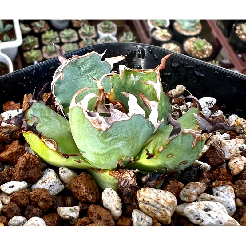 アガベ agave titanota チタノタ『黒鯨』 発根済み狂棘極上棘特選株