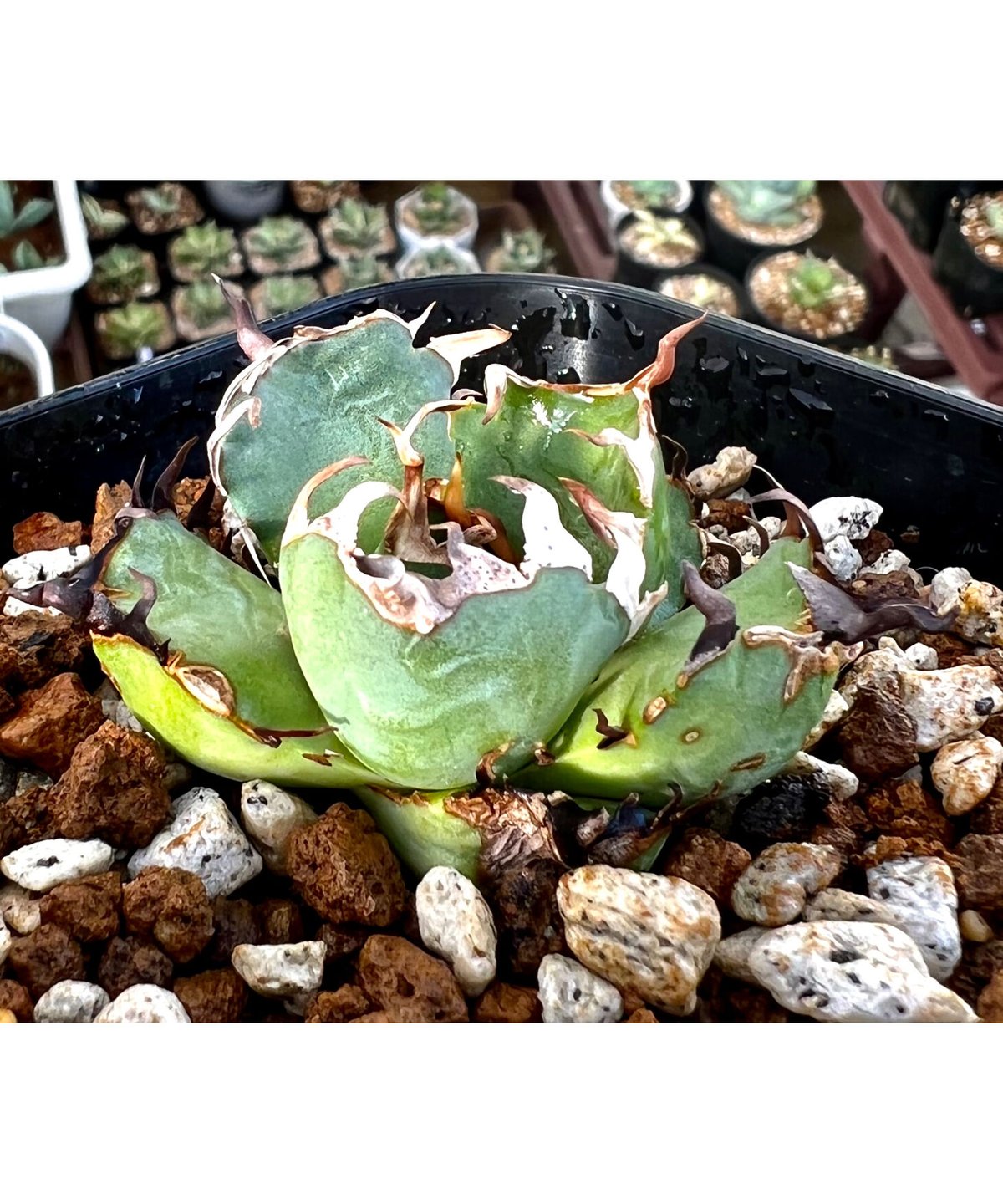 アガベ チタノタ 黒鯨 発根済41 【公式通販】