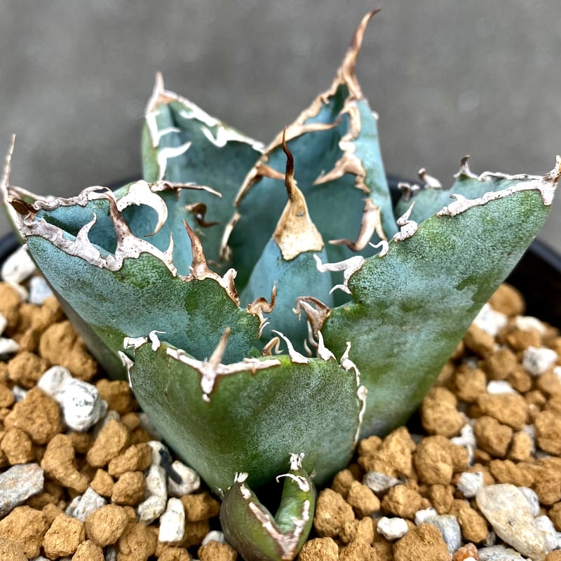 アガベ　チタノタ　白鯨　AGAVE