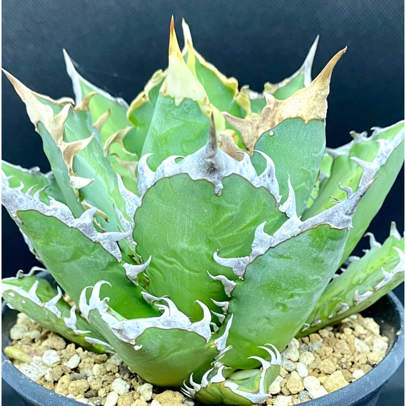 アガベ チタノタ agave titanota レッドキャットウィーズル 紅猫 アガベ チタノタ agave titanota レッドキャットウィーズル 紅猫