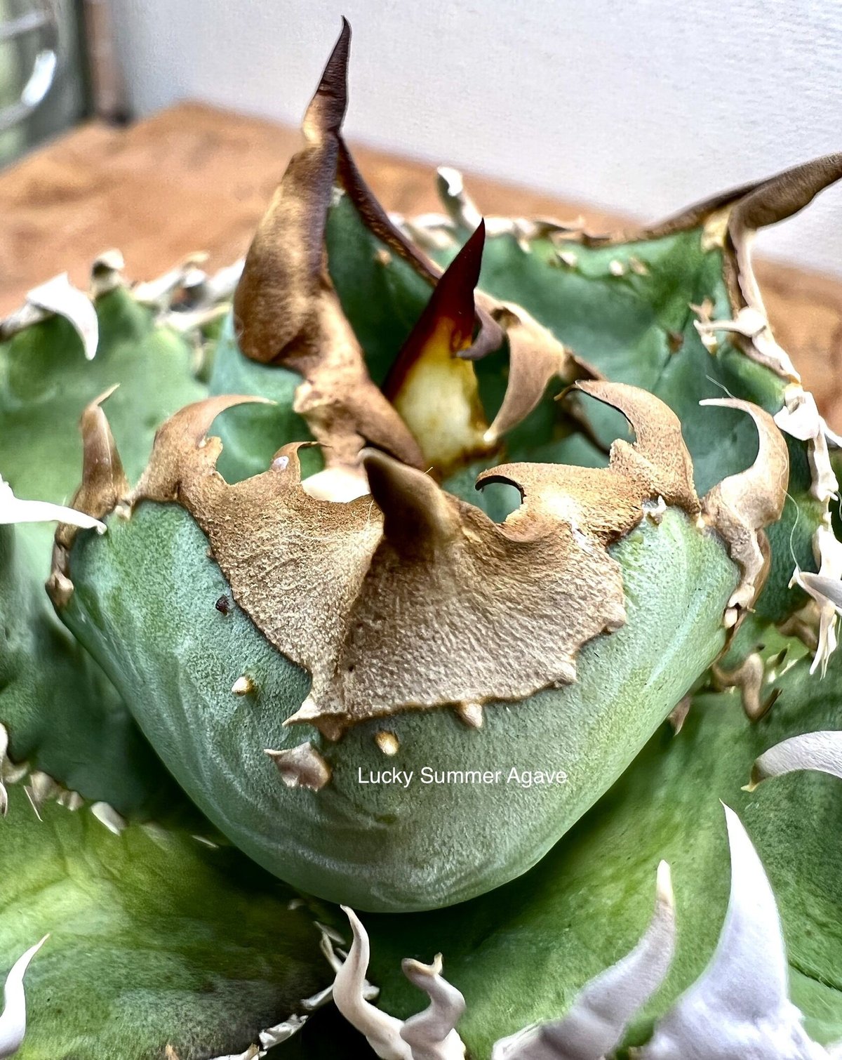 Copiapoa 2006 コピアポアの貴重な絶版本 第2段 入手困難な専門書 Copiapoa 2006 コピアポアの貴重な絶版本 第2段 入手困難な専門書