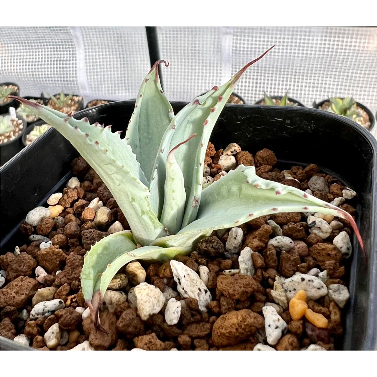 アガベ agave オバティフォリア 『オルカ浅中斑 鯨魚舌頭淺中斑 アガベ agave オバティフォリア 『オルカ浅中斑 鯨魚舌頭淺中斑
